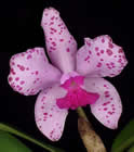 small_orchid3