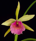 small_orchid4